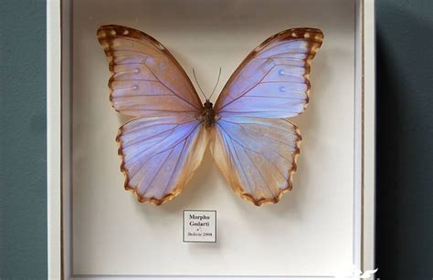 How To Create A Butterfly Display Case Publications Tips