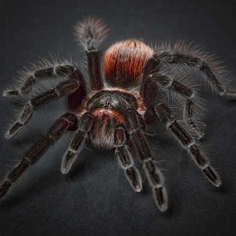 We are dedicated to making sure all your pet needs are satisfied. Blog - Page 2 of 2 - Exotic Online Pet Store