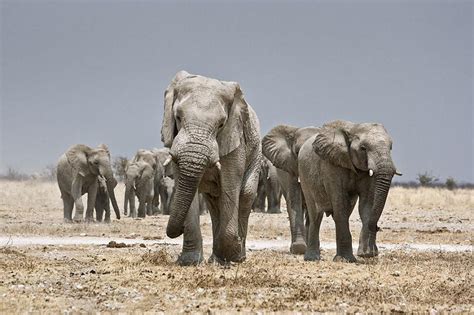 Top 10 Facts About Elephants 20 Pics