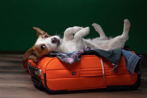 12 Things To Know Before Flying With A Large Dog In Cabin Life Simile