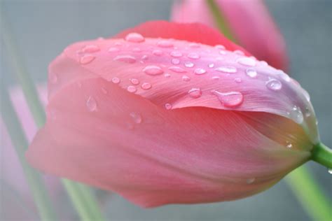 Spring Flowers Rain Tulips Fresh Daisy Wallpapers Hd Desktop And