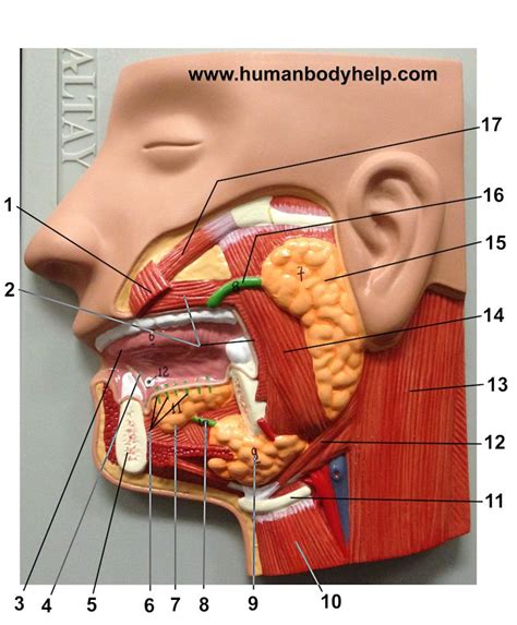 Diagram Neck Anatomy Glands Frontal View Of The Muscles And Glands Of