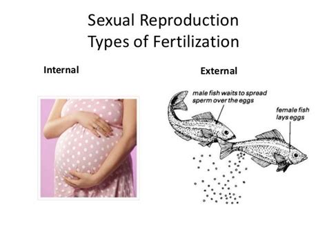 Reproduction in animals