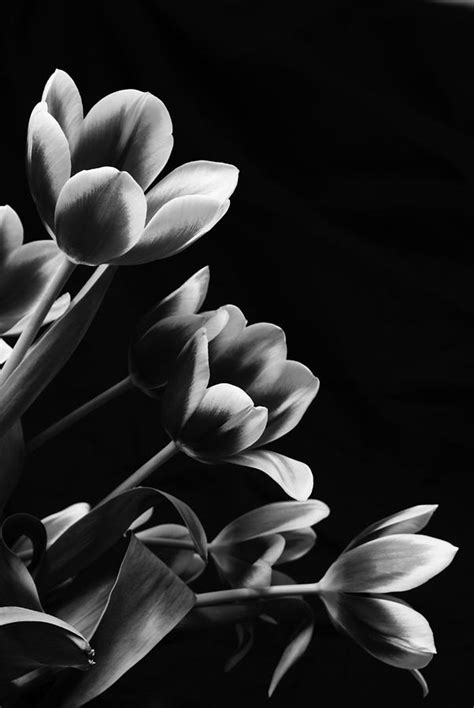 Black And White Tulips Photograph By Karen Puckett Fine Art America