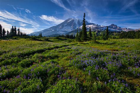 Mount Rainier Splendor Photograph By Lynn Hopwood Fine Art America
