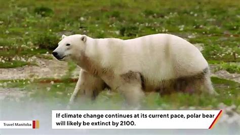 Polar Bears Could Be Extinct By 2100 Video Dailymotion