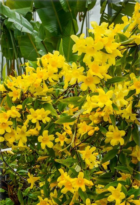Gelsemium Sempervirens Carolina Jasmine Yellow Jessamine Flora Toskana