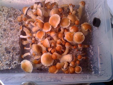Growing More Then A Pound Of Mushroom How Do You Do It Mushroom