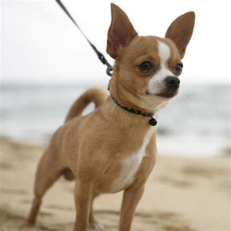 20 Razones Por Las Que No Deberías Tener Un Chihuahua
