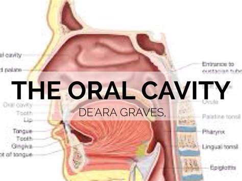 The Oral Cavity Presentation By Dee Geezy