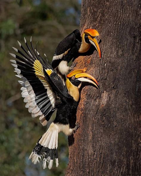 Bird Photographers Of India© On Instagram Hornbills Are Known For