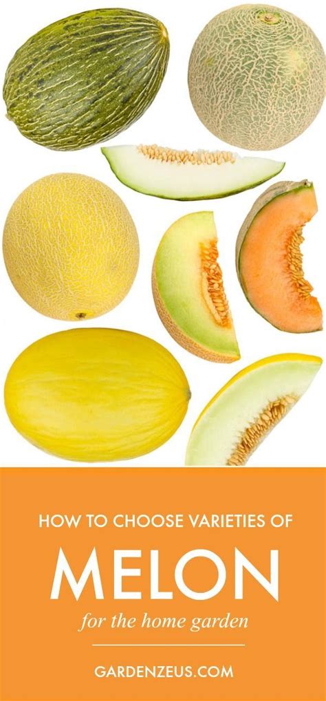 Melon Varieties A Quick Guide Gardening For Beginners Growing Food