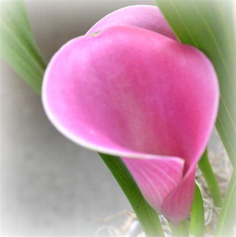 Pink Calla Lily By Patricia S