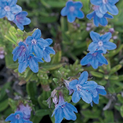 4 Des Plus Belles Fleurs Bleues Détente Jardin