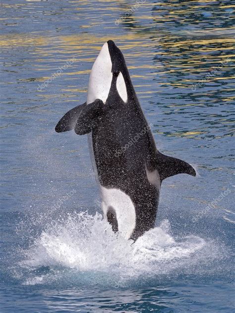 Orca Jumping Out Of Water Killer Whale Jumping Out Of Water — Stock