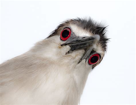 Why Do Birds Eyes Change Colors Audubon