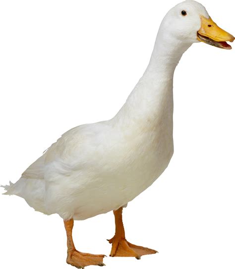 Duck Clipart Png