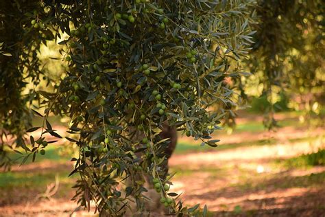 Hd Wallpaper Olives Olive Trees Mediterranean Food Olive Grove Oil Wallpaper Flare
