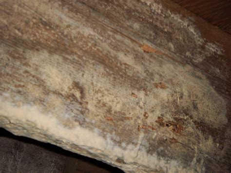 Removing mildew from unpainted wood. Rehoboth Roulette…Mold Or Wood Destroying Fungus? | High ...