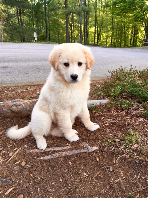 The golden retriever lab mix is a crossbreed dog that combines the labrador retriever with the golden retriever. Lab / Golden Retriever Mix | Golden retriever lab, Golden ...