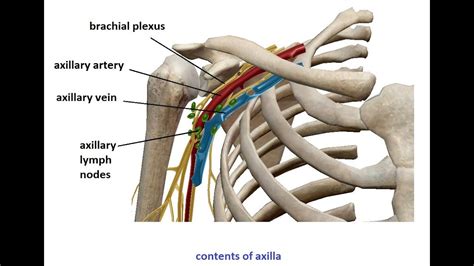 Axillary Lymph Nodes Anatomy Anatomical Charts Poster