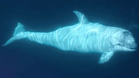 Rare White Orca Calf Frosty Spotted Off California Coast Iflscience