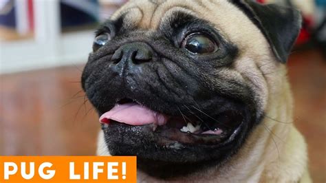 Pug Life Cutest And Funniest Pug Animal Compilation 2018 Funny Pet