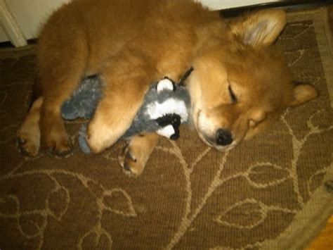 These 10 Pictures Of Adorable Pets Sleeping With Toys