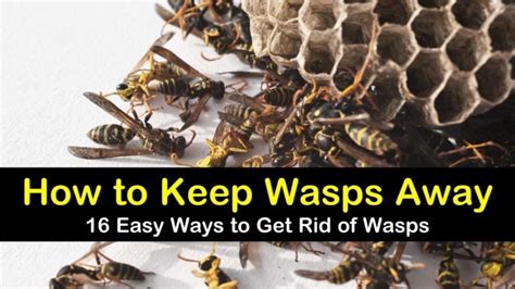 How To Keep Wasps Away 16 Ways To Get Rid Of Wasps Get Rid Of Wasps