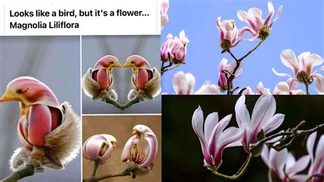 Loveforgreengarden Looks Like A Bird But It S A Flowers Magnolia Liliflora Plant New 2021
