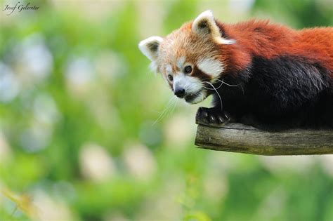 Red Panda View By Josef Gelernter On 500px Red Panda Panda Red