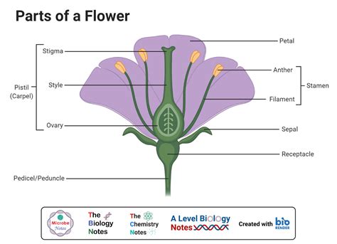Monocots Versus Dicots Bioninja Parts Of A Flower Parts Of A Plant The Best Porn Website