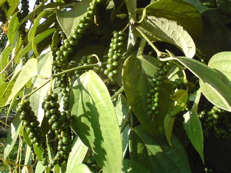 Piper Nigrum Piperaceae Black Pepperbenefits Care And Propagation