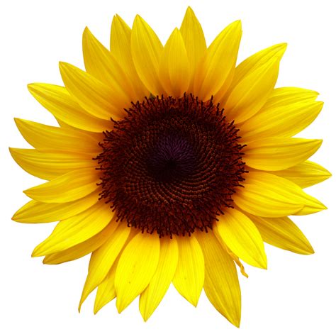 Sunflower Drawing Png Png Image Collection