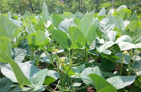 Dalam tahap ini, embrio di dalam biji yang semula berada pada kondisi dorman mengalami sejumlah perubahan fisiologis yang menyebabkan ia. Gambar Pertumbuhan Kacang Hijau - GAMBAR TERBARU HD