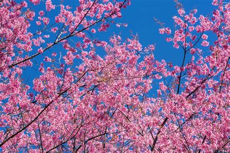 Pink Sakura Blossom Flowers Stock Photo Image Of Bloom Blooming