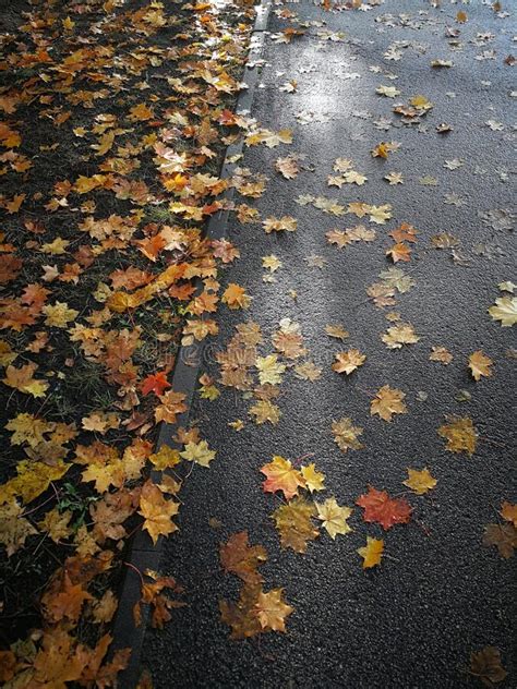 Fallen Autumn Maple Leaves On Dark Wet Asphalt Sidewalk Stock Photo