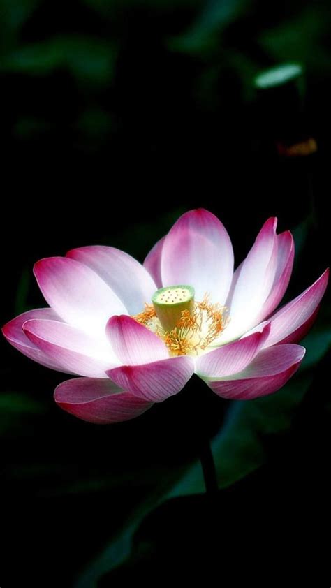 Lotus are among the most beautiful flower. Lotus Flower phone wallpaper | Phone Wallpapers ...