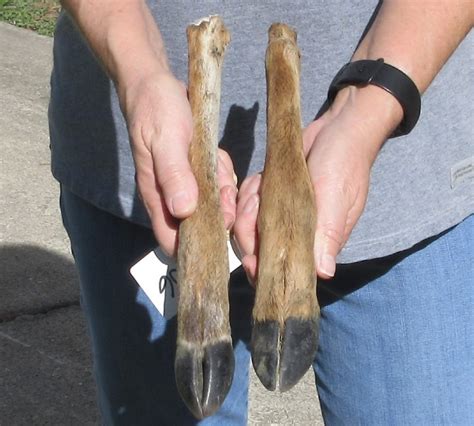 2 Piece Lot Of North American Whitetail Deer Legs
