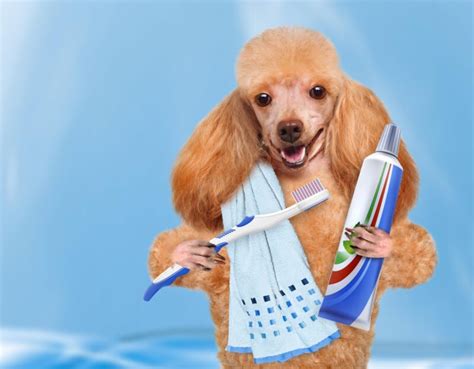 The Importance Of Dental Care For Dogs Alldogboots Blog