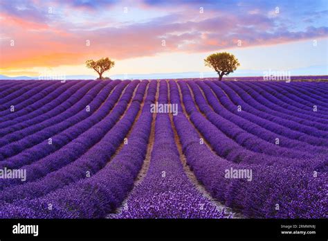 Lavender Field Summer Sunset Landscape Near Valensole Provence