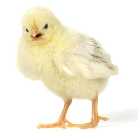 Review Of Different Day Old Chick Quality Parameters In Layer Type