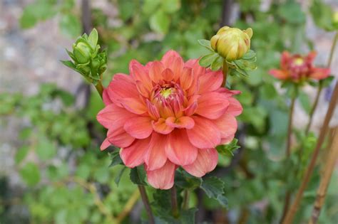 How To Successfully Grow Stunning Dahlias In Pots