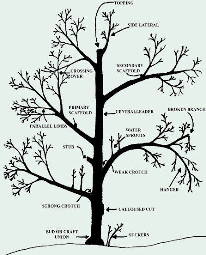 Prune A Peach Tree With A Diagram Pruning Diagram