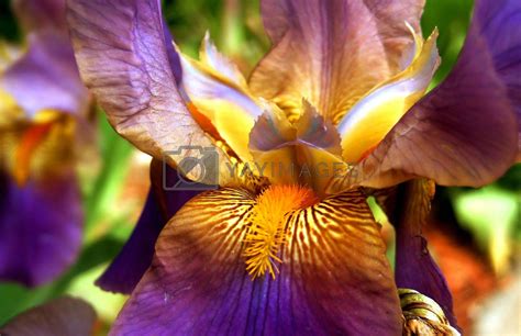 Purple And Yellow Bearded Iris Flower By Jdebordphoto Vectors