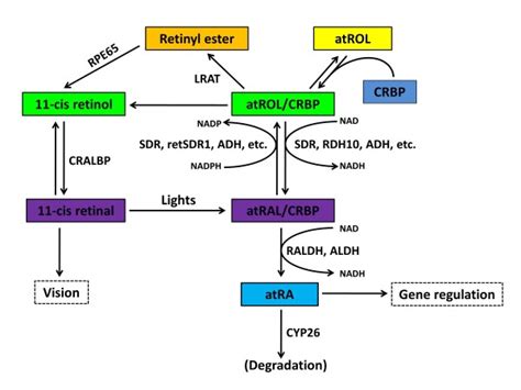 Schematic Diagram Showing The Metabolic Pathways Of Vitamin A