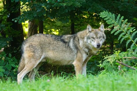 Brown Wolf Standing On Green Grass · Free Stock Photo