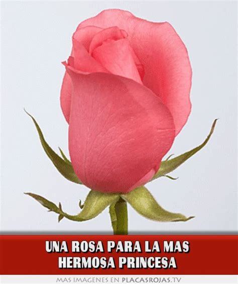 Una Rosa Para La Mas Hermosa Princesa Placas Rojas Tv