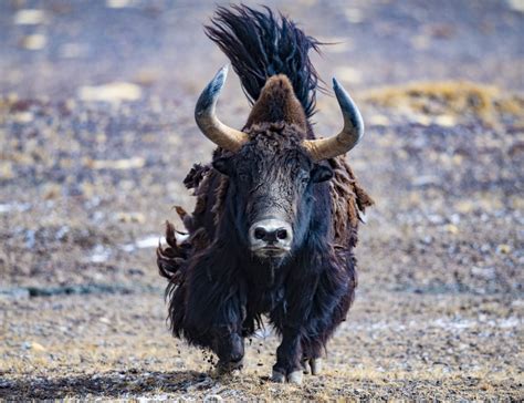 Chinese Researchers Reveal Yak Adaptation Secrets Xinhua