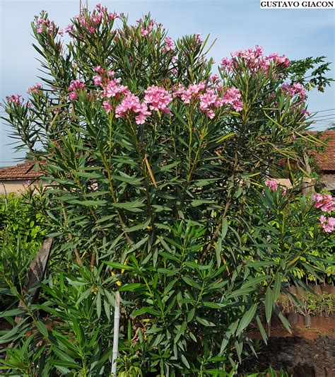 Viveiro Ciprest Plantas Nativas E Exóticas Espirradeira Rosa Clara